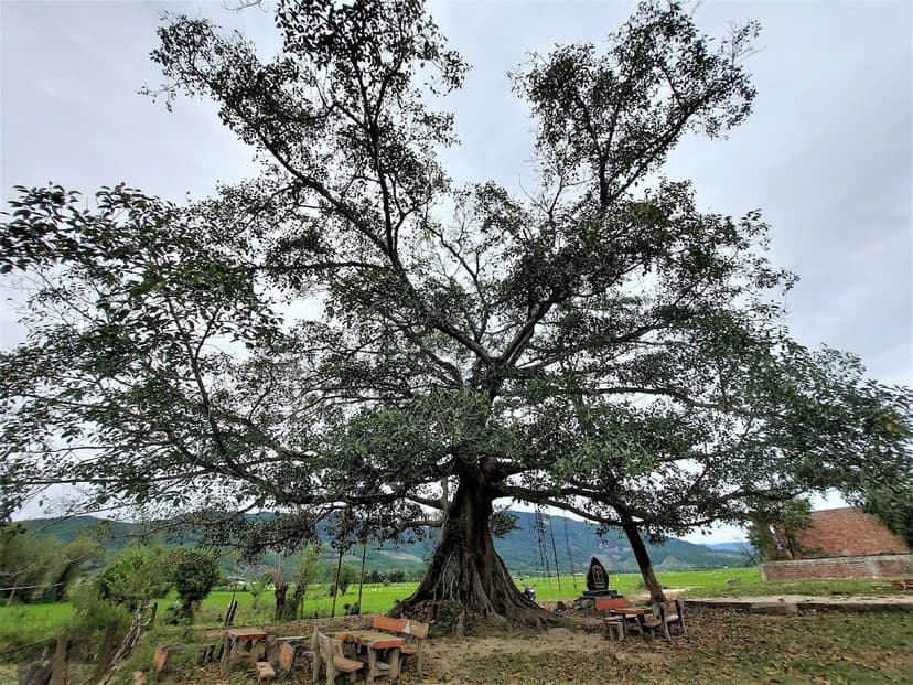The Heritage Banyan Tree