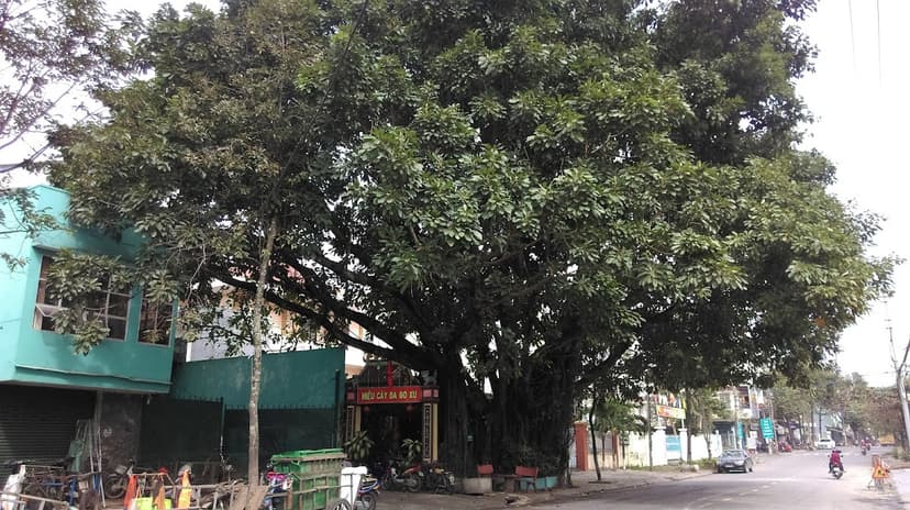 Cây đa Đò Xu
