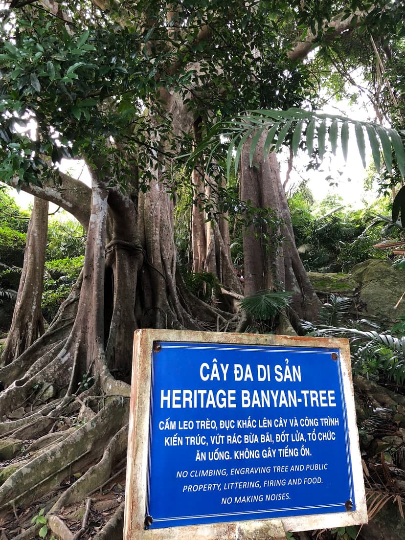 Banyan Tree of 1000 Years (Son Tra)